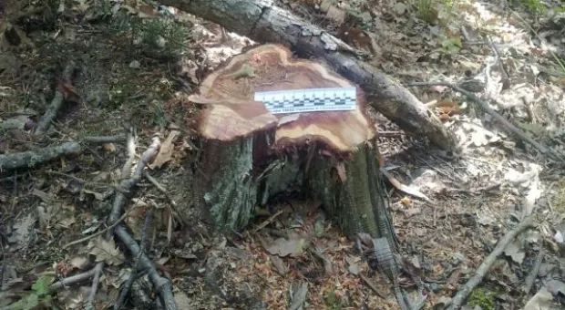 В Балаклаве начато уголовное производство по факту вырубки можжевельника