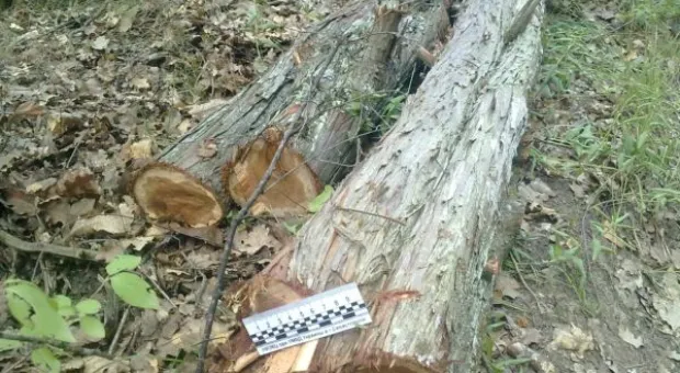 В Балаклаве начато уголовное производство по факту вырубки можжевельника