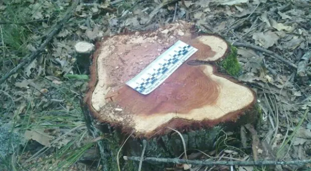 В Балаклаве начато уголовное производство по факту вырубки можжевельника