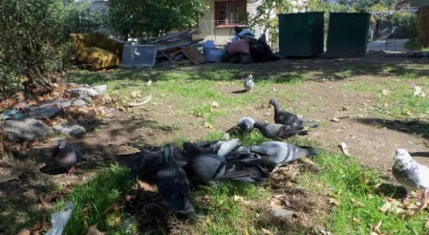 Компостная яма в жилом микрорайоне Севастополя – ноу-хау коммунальщиков?