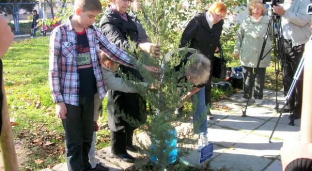 Кипарисовая «Аллея Славы» во имя героев Великой Отечественной войны появилась в Севастополе