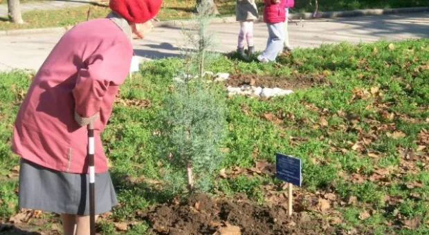 Кипарисовая «Аллея Славы» во имя героев Великой Отечественной войны появилась в Севастополе