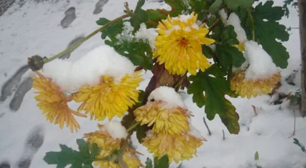 Севастополь. Бал хризантем под первым снегом