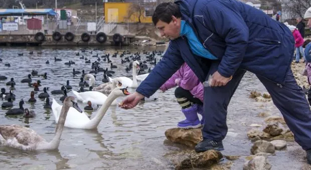 В Севастополе зимуют лебеди