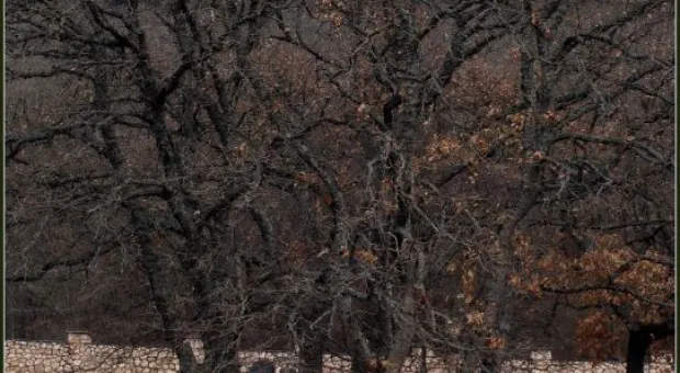 Непрощённое воскресенье. Немецкое кладбище в Гончарном