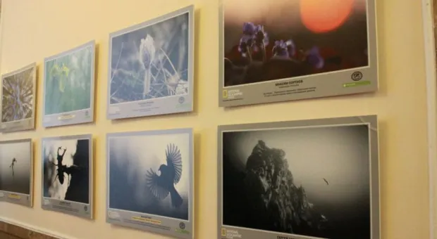 В Севастополе впервые представили национальную фотовыставку «Дикая природа России - 2013»