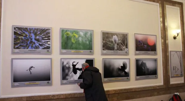 В Севастополе впервые представили национальную фотовыставку «Дикая природа России - 2013»