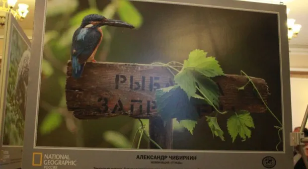 В Севастополе впервые представили национальную фотовыставку «Дикая природа России - 2013»