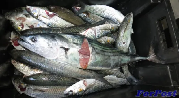 «Черноморский Кубок-2014» ждет подводных охотников