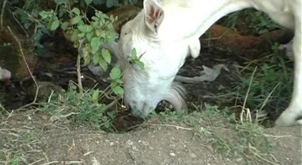 Одиннадцать популярных мифов о воде Одиннадцать популярных мифов о воде