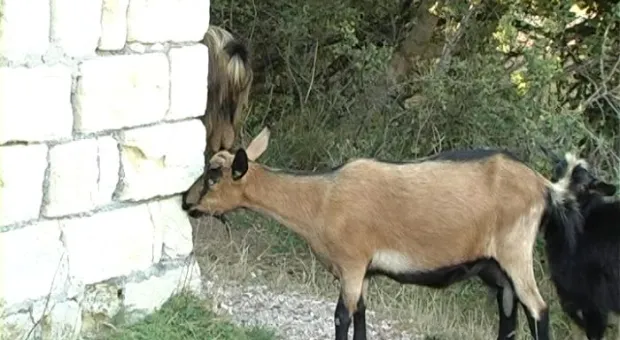 Одиннадцать популярных мифов о воде Одиннадцать популярных мифов о воде