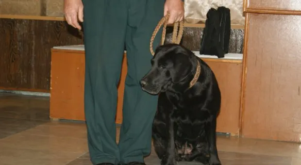 Четвероногие сотрудники Севастопольской таможни помогают искать наркотики в багаже и грузах Четвероногие сотрудники Севастопольской таможни помогают искать наркотики в багаже и грузах