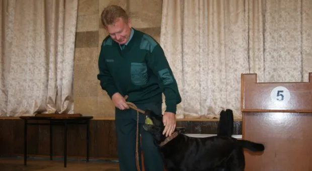 Четвероногие сотрудники Севастопольской таможни помогают искать наркотики в багаже и грузах Четвероногие сотрудники Севастопольской таможни помогают искать наркотики в багаже и грузах