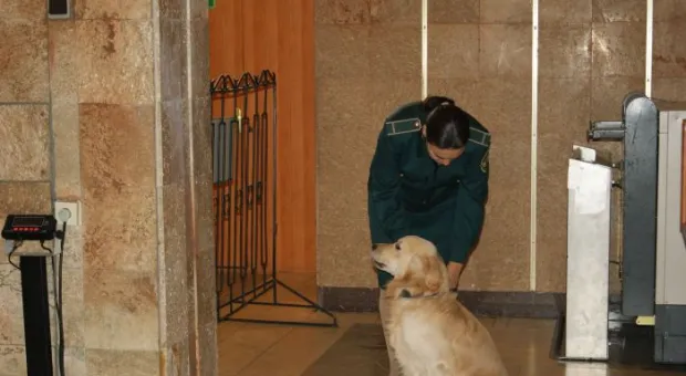 Четвероногие сотрудники Севастопольской таможни помогают искать наркотики в багаже и грузах Четвероногие сотрудники Севастопольской таможни помогают искать наркотики в багаже и грузах