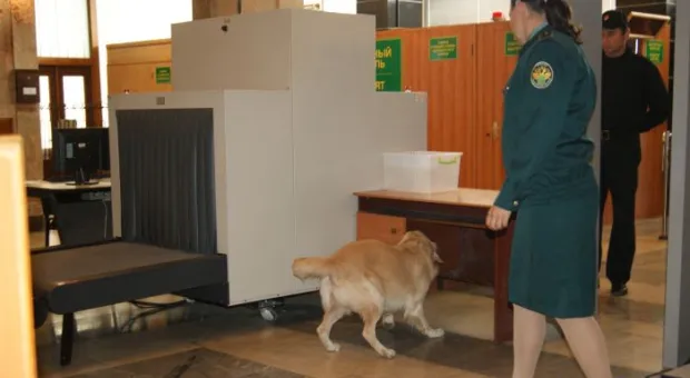 Четвероногие сотрудники Севастопольской таможни помогают искать наркотики в багаже и грузах Четвероногие сотрудники Севастопольской таможни помогают искать наркотики в багаже и грузах