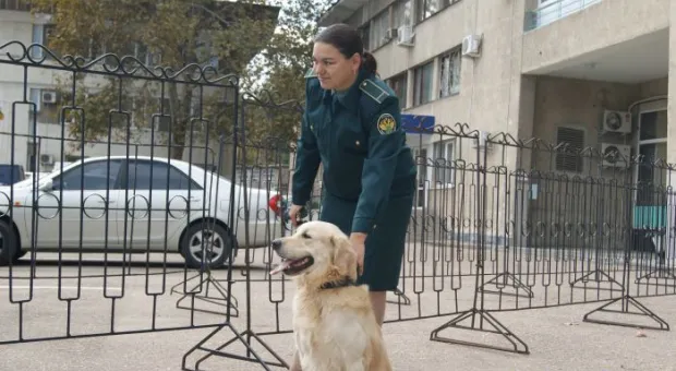 Четвероногие сотрудники Севастопольской таможни помогают искать наркотики в багаже и грузах Четвероногие сотрудники Севастопольской таможни помогают искать наркотики в багаже и грузах
