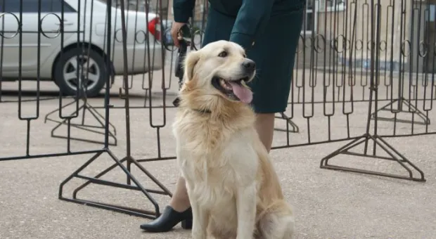 Четвероногие сотрудники Севастопольской таможни помогают искать наркотики в багаже и грузах Четвероногие сотрудники Севастопольской таможни помогают искать наркотики в багаже и грузах