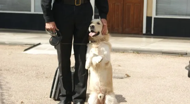 Четвероногие сотрудники Севастопольской таможни помогают искать наркотики в багаже и грузах Четвероногие сотрудники Севастопольской таможни помогают искать наркотики в багаже и грузах