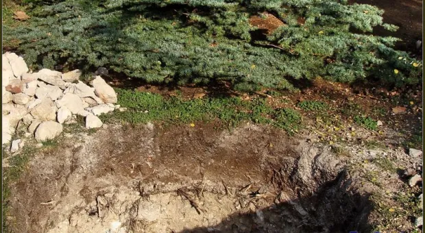 Прогулка со специалистами и без. Приморский бульвар в Севастополе. Кедры или магнолии? Прогулка со специалистами и без. Приморский бульвар в Севастополе. Кедры или магнолии?