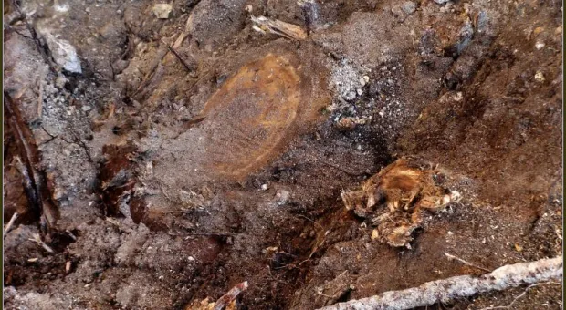 Прогулка со специалистами и без. Приморский бульвар в Севастополе. Кедры или магнолии? Прогулка со специалистами и без. Приморский бульвар в Севастополе. Кедры или магнолии?