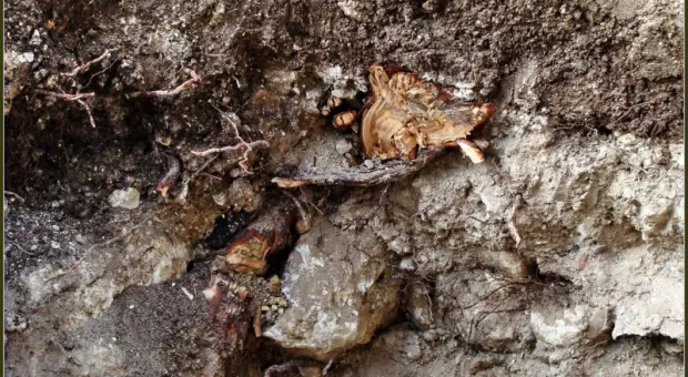 Прогулка со специалистами и без. Приморский бульвар в Севастополе. Кедры или магнолии? Прогулка со специалистами и без. Приморский бульвар в Севастополе. Кедры или магнолии?