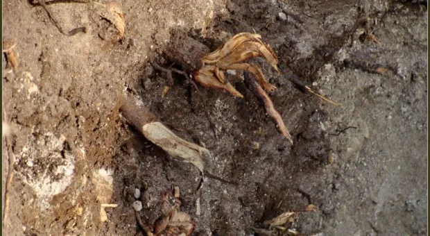 Прогулка со специалистами и без. Приморский бульвар в Севастополе. Кедры или магнолии? Прогулка со специалистами и без. Приморский бульвар в Севастополе. Кедры или магнолии?