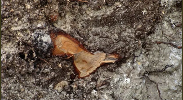 Прогулка со специалистами и без. Приморский бульвар в Севастополе. Кедры или магнолии? Прогулка со специалистами и без. Приморский бульвар в Севастополе. Кедры или магнолии?