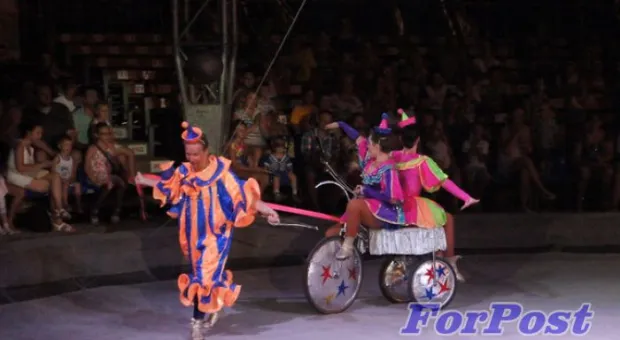 В Севастополь приехали амурские тигры и человек-феномен