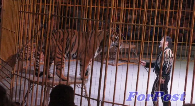 В Севастополь приехали амурские тигры и человек-феномен