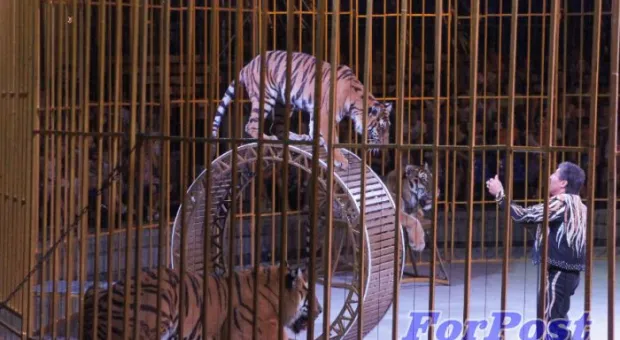 В Севастополь приехали амурские тигры и человек-феномен