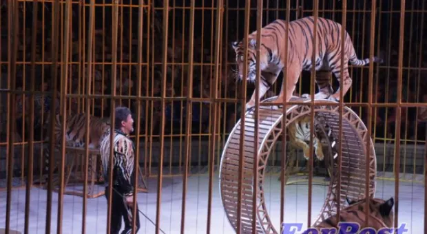В Севастополь приехали амурские тигры и человек-феномен