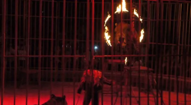 В Севастополь приехали амурские тигры и человек-феномен