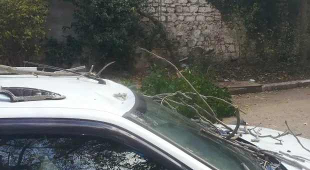 Упавшее дерево в Севастополе повредило автомобиль