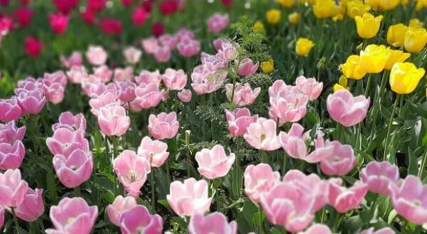 Парад тюльпанов: крымский Ботанический сад зовет на живую экспозицию