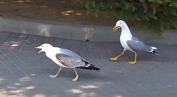 Новости Севастополя - Короны, клумба и фонтан: как идёт реконструкция в центре Севастополя