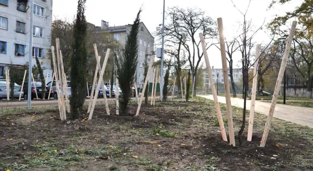 «Лысый парк» готов удивить севастопольцев 