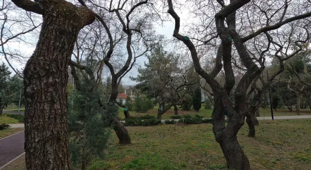 Почему танцуют деревья в севастопольском сквере 60-летия СССР 