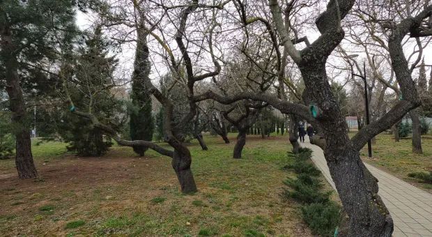 Почему танцуют деревья в севастопольском сквере 60-летия СССР 