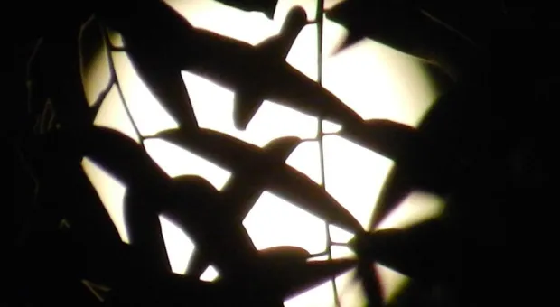 Новости Севастополя - Севсети #826: Красотки Фиолента, шасси над пляжем и удивительный 77-й