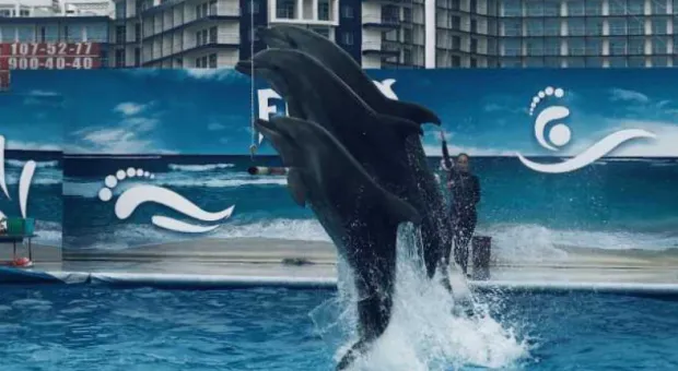 Новости Севастополя - «Ёлка Победы»: прошлое и настоящее попадут на открытки