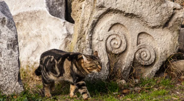 Мировые новости - Идея на миллион: как получить грант Президента России в сфере культуры и искусства