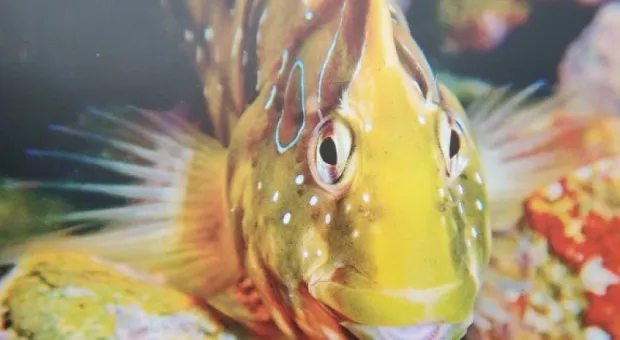 Мировые новости - Отмечаем весенние праздники: Масленица и 8 марта в Севастополе