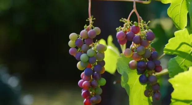 Новости России - 