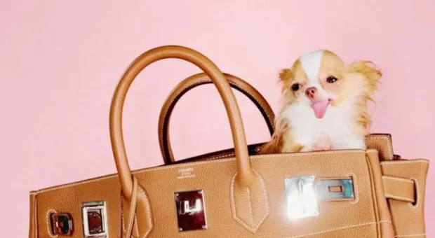 Мировые новости - Секс-символ эпохи: каким мир запомнил Алена Делона?