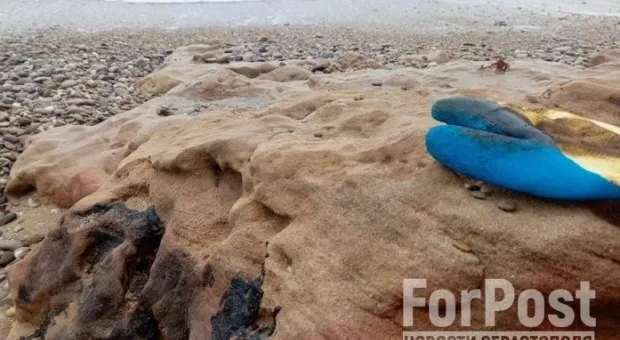 Новости Севастополя - Грозят ли Крыму пылевые бури из-за массовой вырубки лесов на Украине