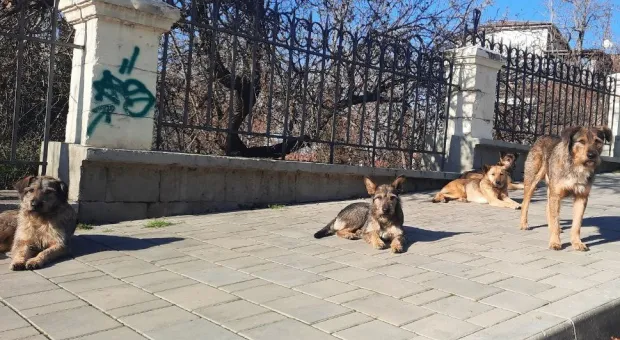 Новости Севастополя - В Севастополе выделили долгожданный участок под приют для животных