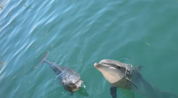 Новости Крыма - Россияне смогут запрещать автоматически списывать деньги со своих карт