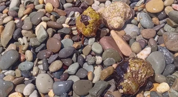 Новости Севастополя - Ядовитые иглобрюхи захватывают Средиземное море, на очереди – Чёрное