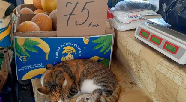 Новости Севастополя - Володин предложил повысить налог на севастопольские устрицы