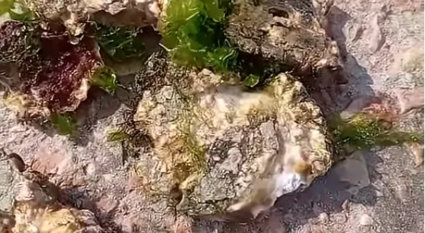 Новости Севастополя - Трамп отменил встречу с Путиным